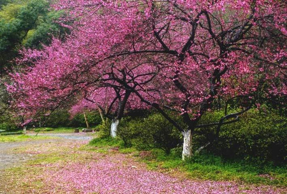 招桃花的家居风水 如何让确定自己的桃花位呢?