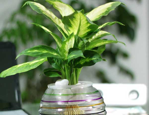 我不懂风水,该怎样选择合适的风水用品呢?